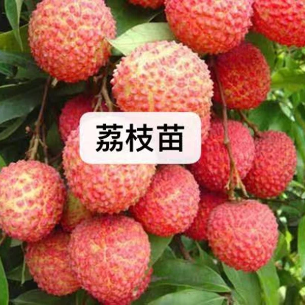 荔枝苗荔枝树苗无核荔枝 妃子笑 桂味 冰荔仙进奉
