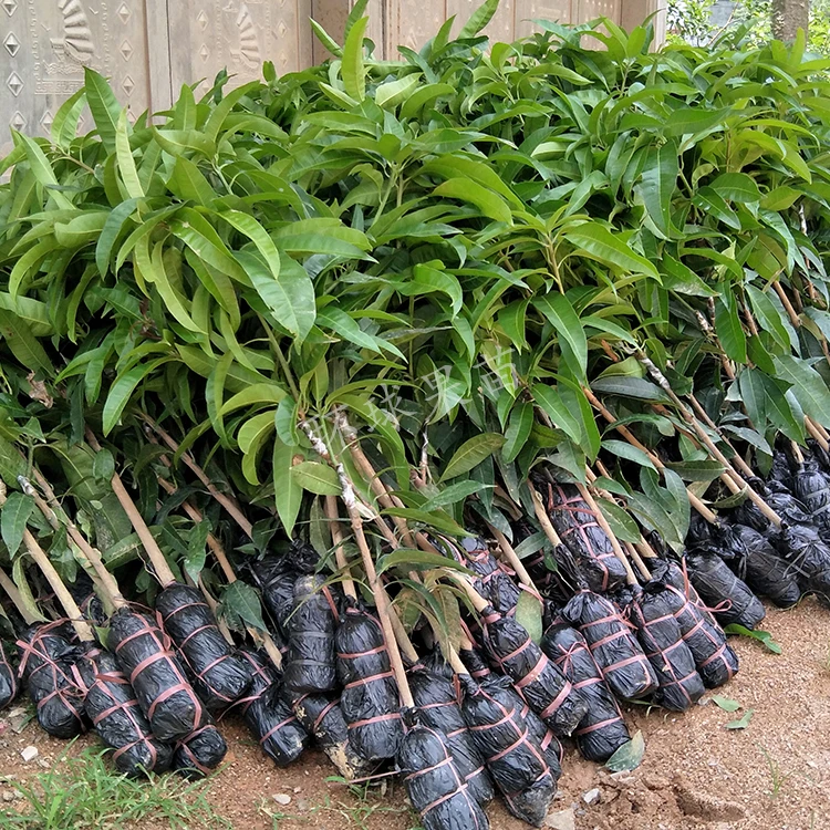 芒果苗 红贵妃芒  四季芒 带土带叶