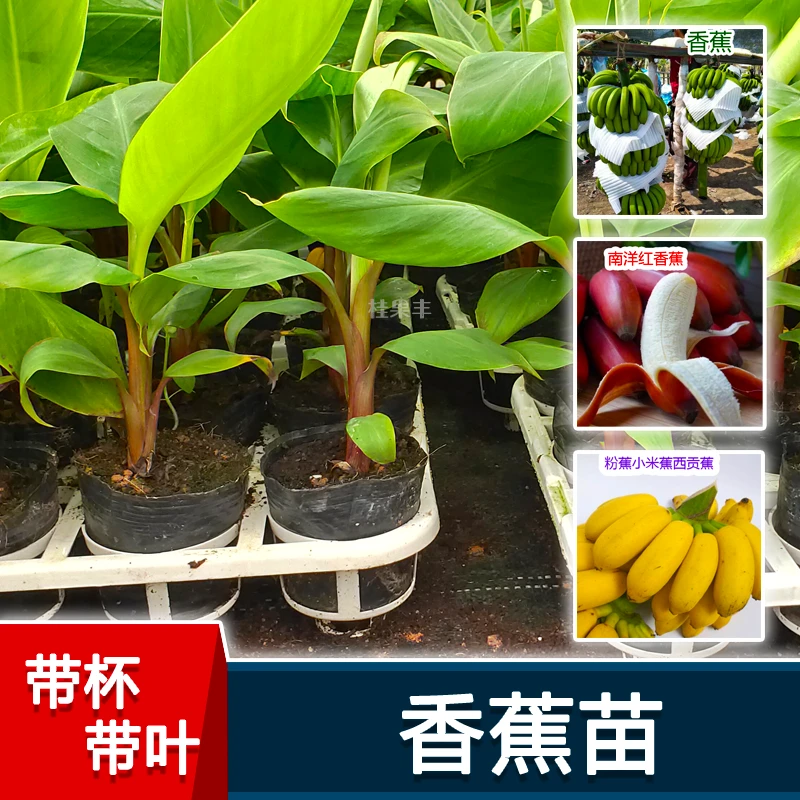 香蕉苗桂蕉1号粉蕉红香蕉树苗盆栽地栽