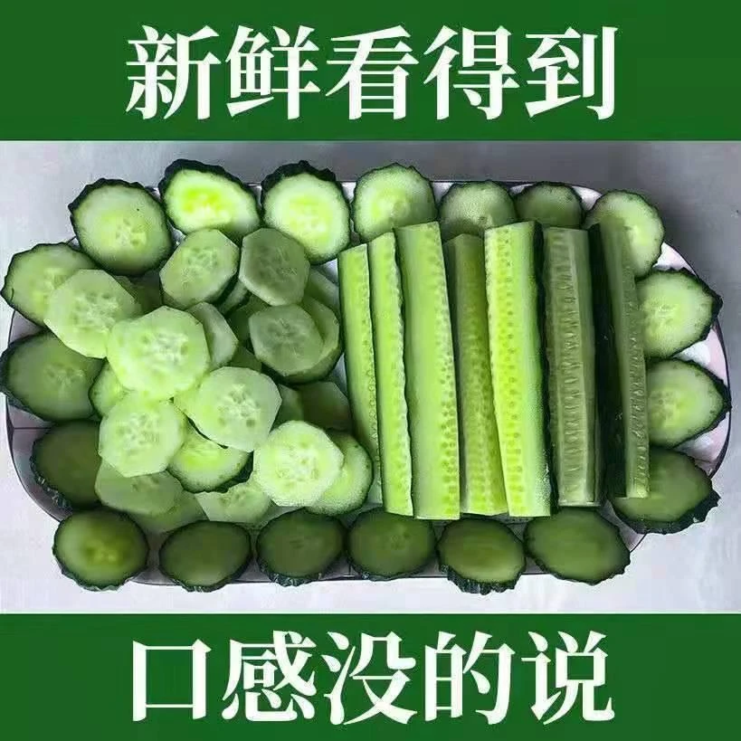 黄瓜新鲜绿心黄瓜刺黄瓜青皮东北刺黄瓜长条当季绿色蔬菜产地种植