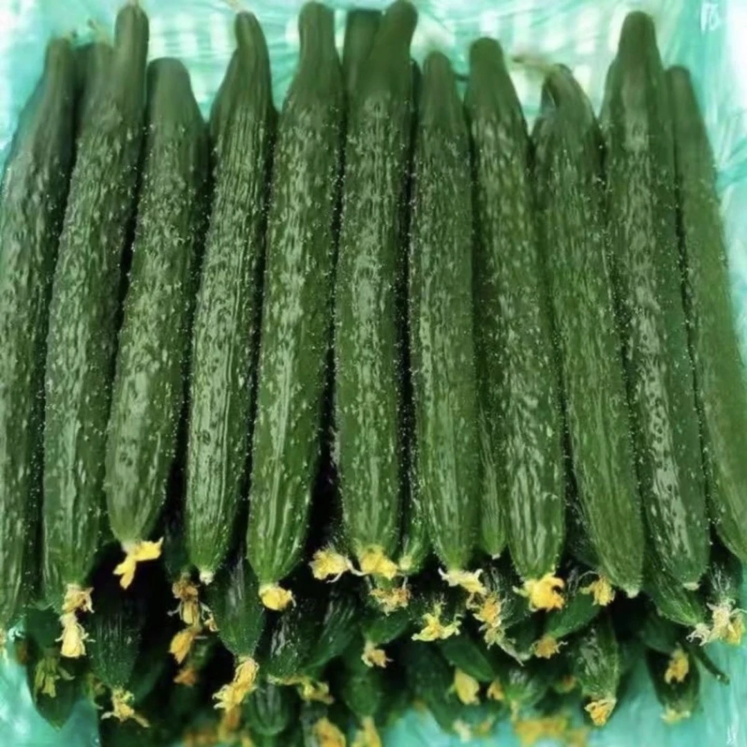 可口生吃蔬菜黄瓜新鲜蔬菜现摘小黄瓜农家采摘好吃脆甜黄瓜脆爽嫩
