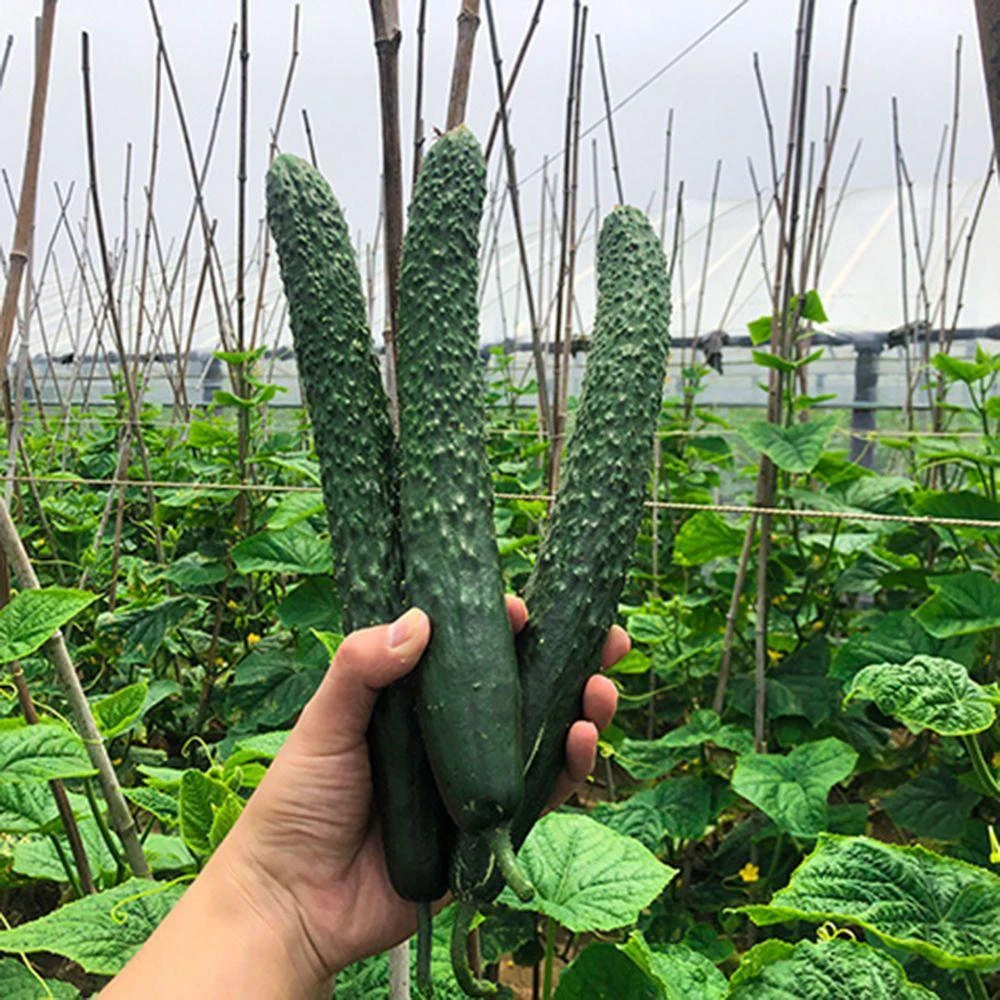 新鲜黄瓜农家自种蔬菜带刺黄瓜绿瓤生吃清脆爽口青瓜现摘旱黄瓜