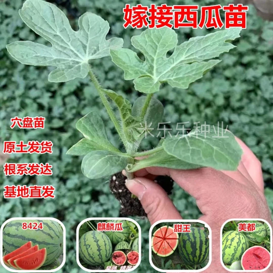 四季嫁接西瓜苗8424麒麟瓜早熟南方大棚庭院阳台春季种植无籽薄皮
