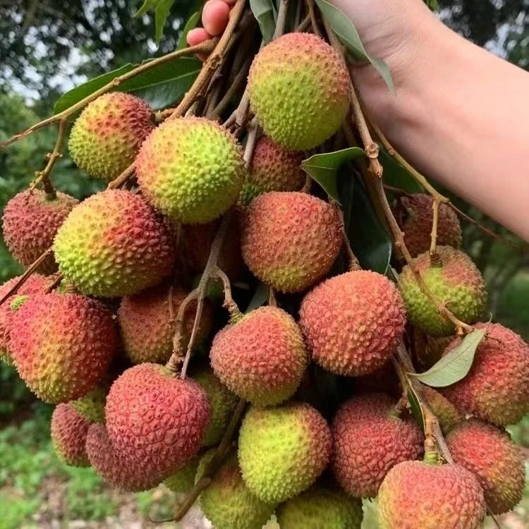 新鲜当妃子笑荔枝整箱批发现摘大果净果4.5斤家庭装泡沫箱加冰袋