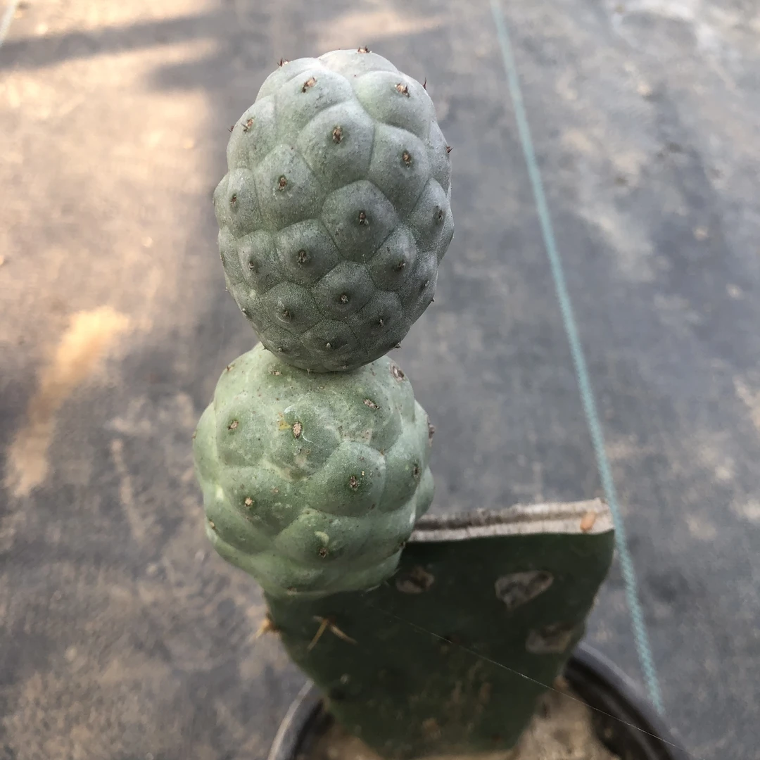 习志野仙人球开花团扇属稀有好养易活多肉植物盆栽