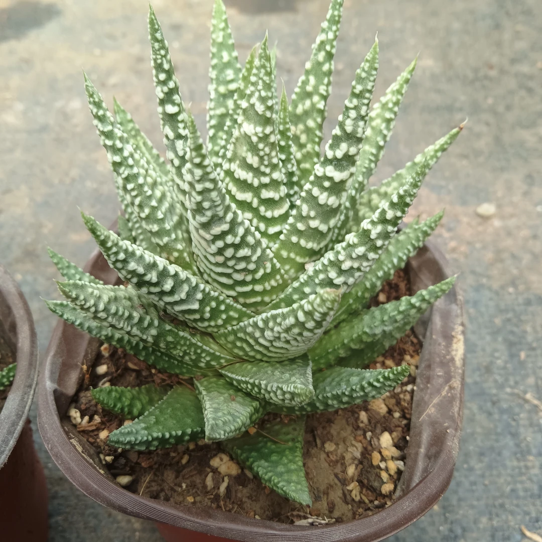 冬之星座硬叶条纹十二卷多肉植物防辐射鹰爪绿植小盆栽