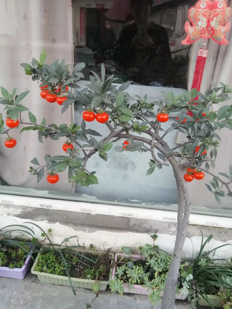 金弹子盆景，一物一拍