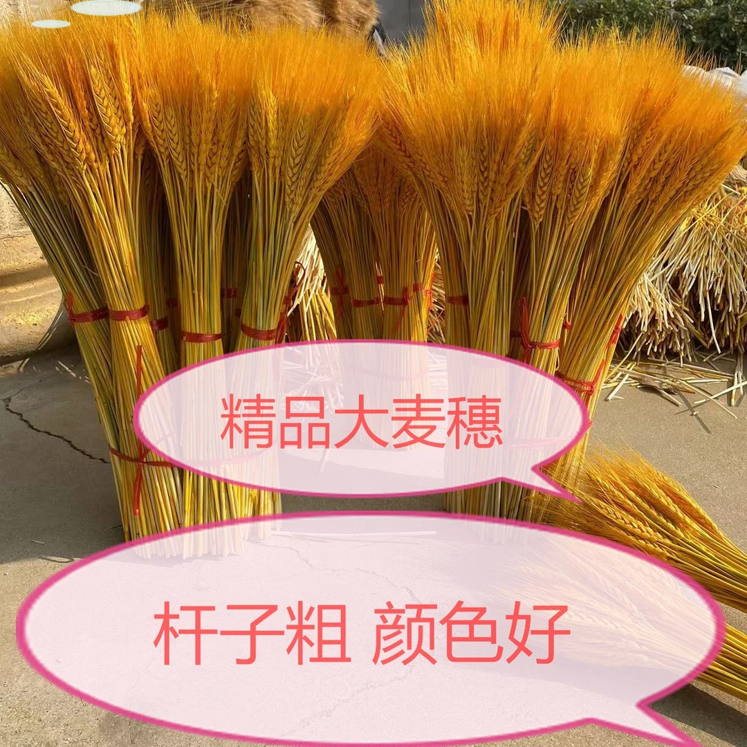 黄金大麦花厂家直销开业金色麦穗花束花篮整箱批发10000大麦穗