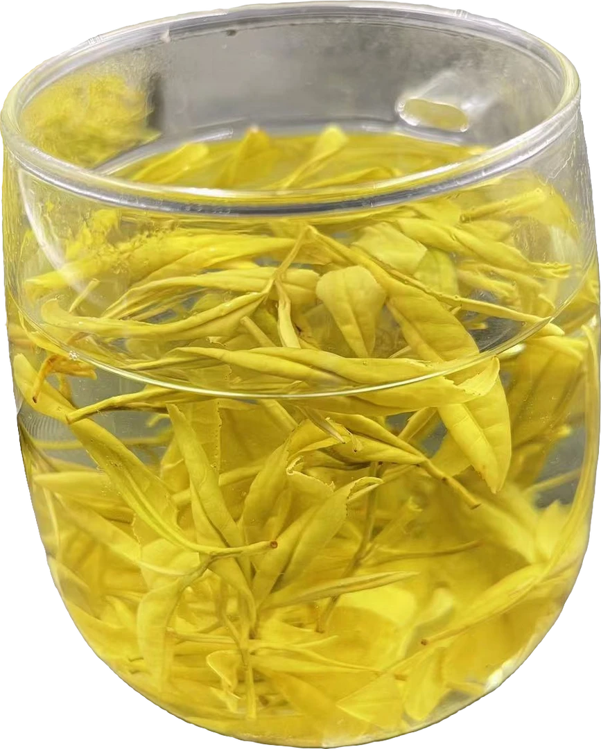 4月2号【豆香 368】 安吉黄金叶 豆香 原产黄金芽