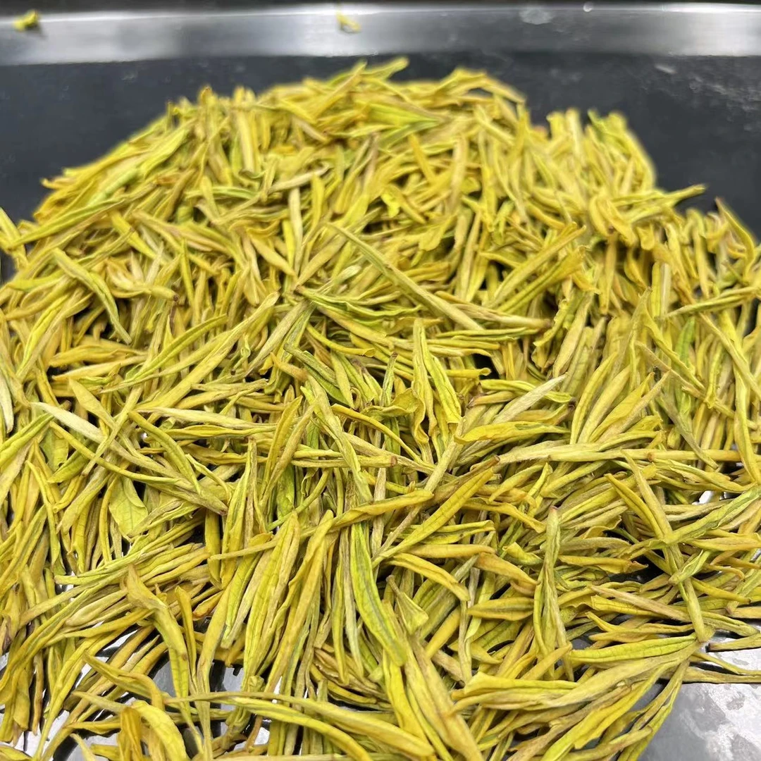 4月1号 【豆香 398】 安吉黄金叶 豆香 原产黄金芽