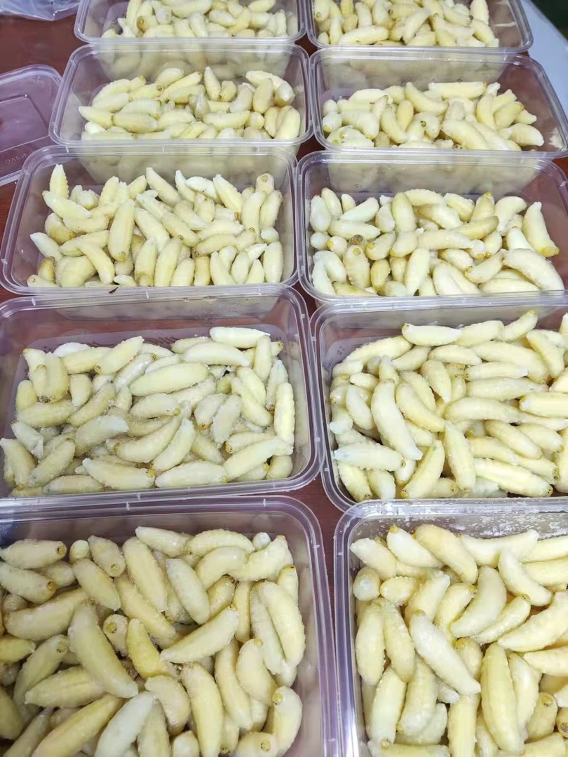 一级虎头蜂，生鲜速冻发货精品食用