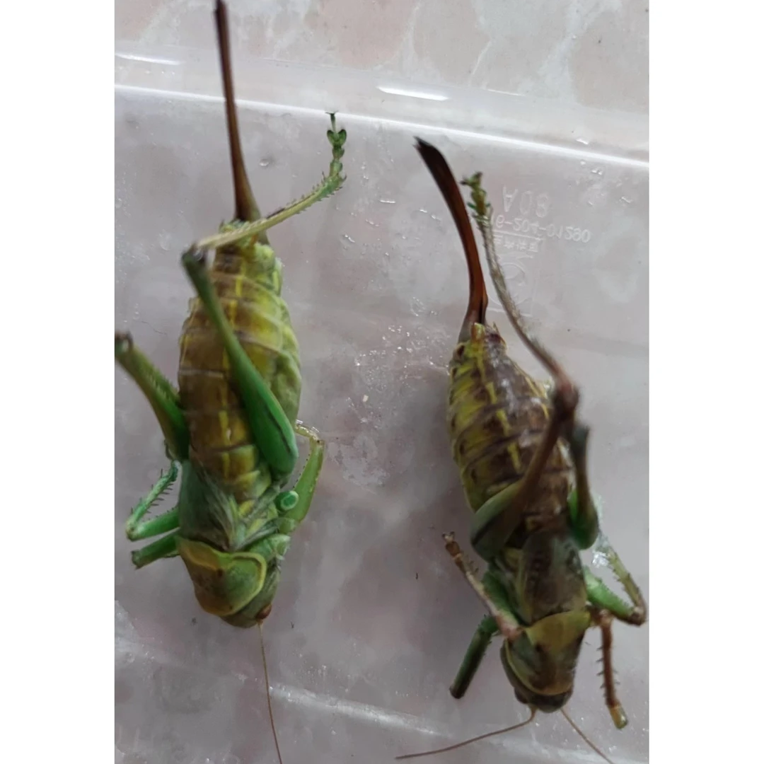 蝈蝈，大母蝈蝈 生鲜速冻发货