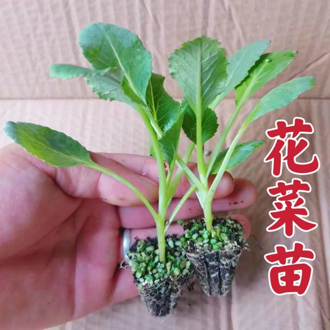 有机花菜苗西蓝花菜苗绿甘蓝苗紫甘蓝苗红菜苔苗大白菜苗西兰花苗