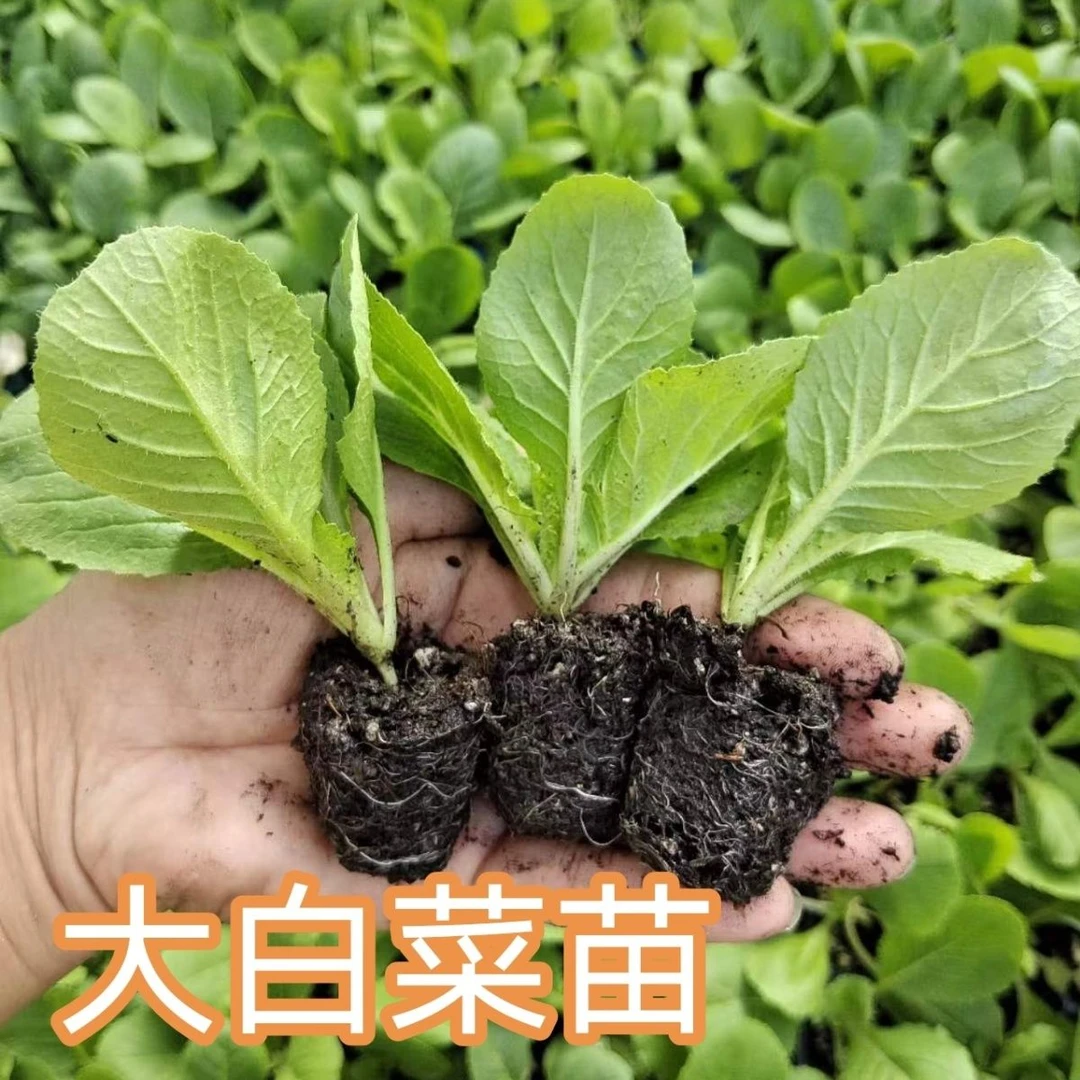 大白菜秧苗黄心白菜苗秋冬移栽秧苗高产幼苗带土蔬菜阳台种植苗