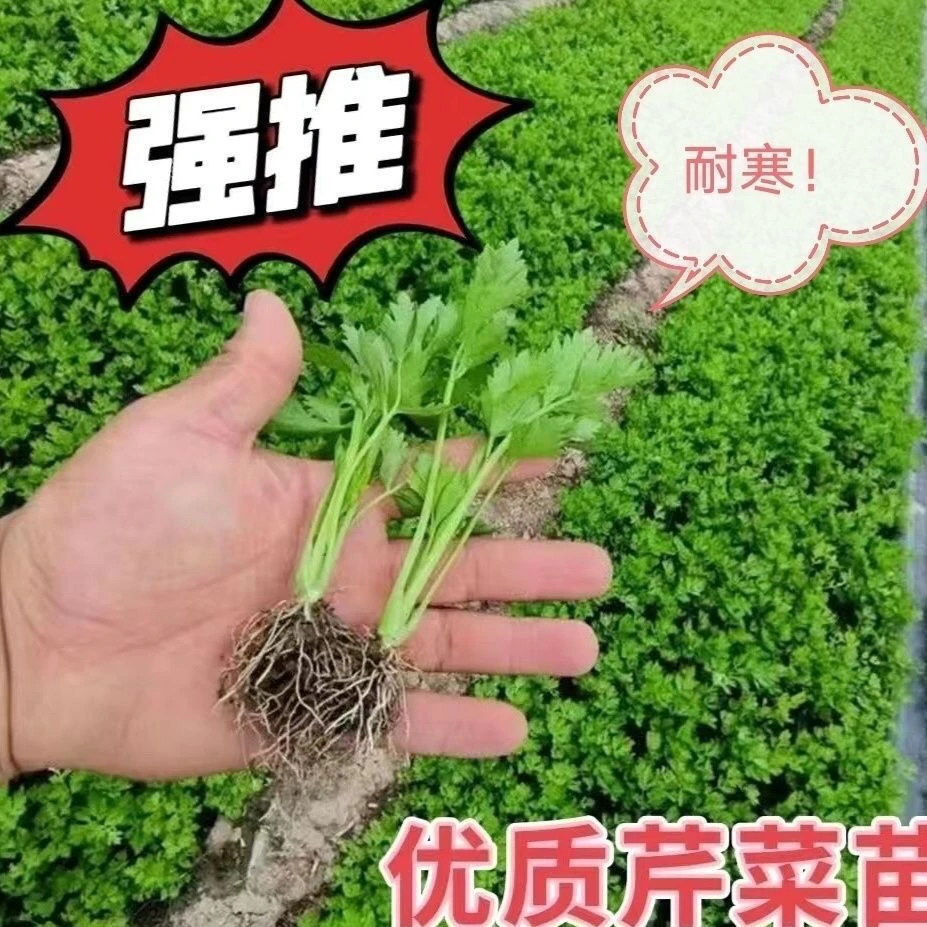 正宗皇后西芹苗菜苗四季小香芹苗阳台蔬菜种植带土发货芹菜芹菜苗