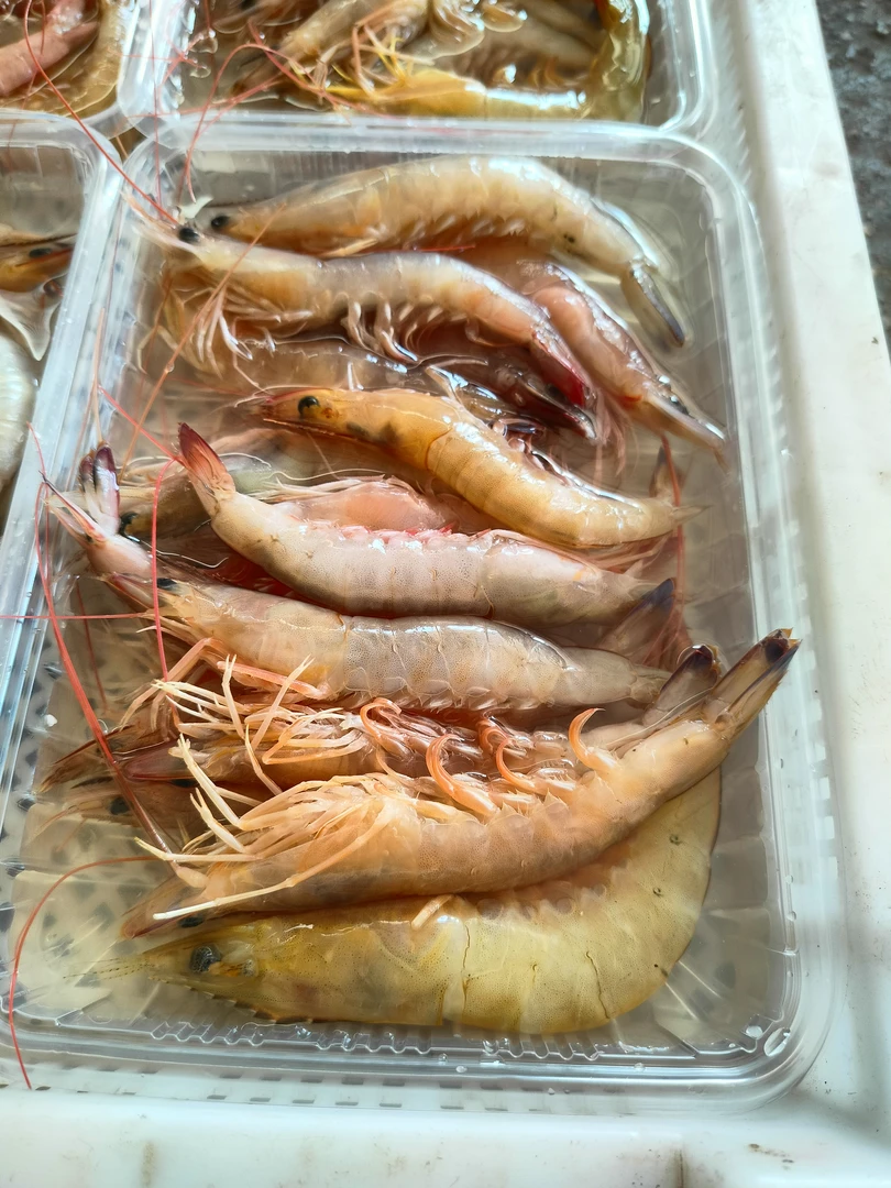 南海鲜甜可口麻虾沙卢虾现场挑选