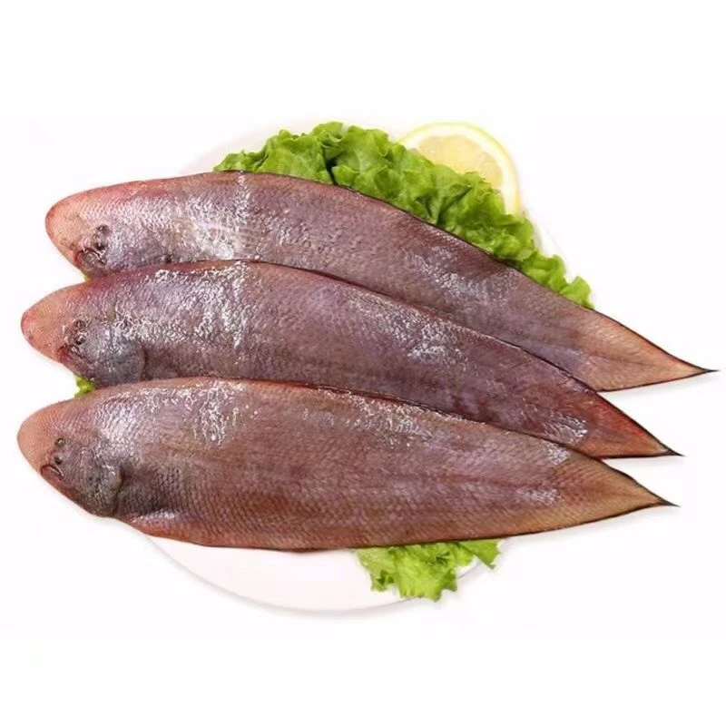 南海野生海鲜龙利鱼3斤起