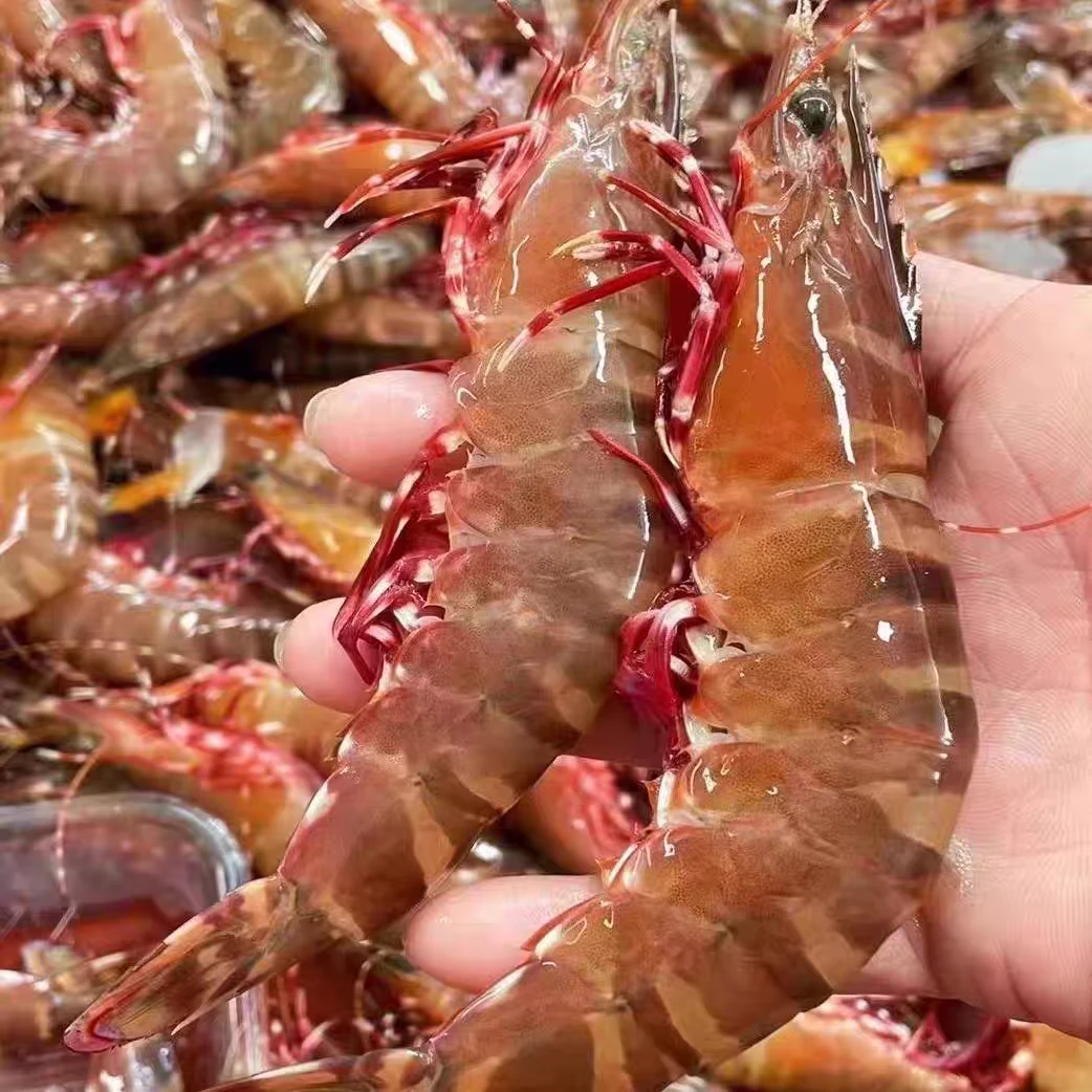 现场挑选新鲜海虾红爪虾