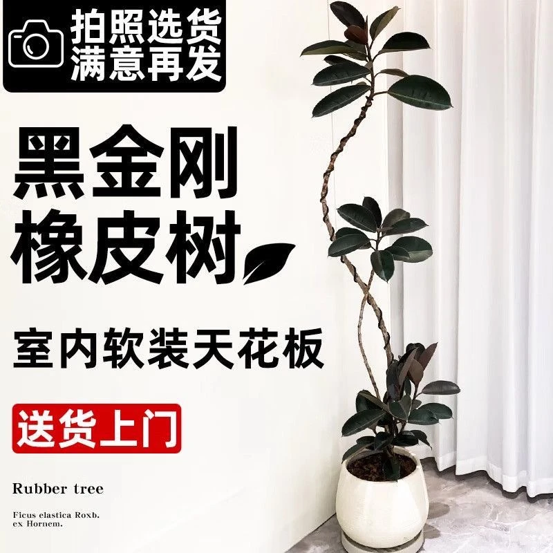 造型黑金刚橡皮树室内外客厅盆栽橡胶榕北欧风大型绿植净化空气