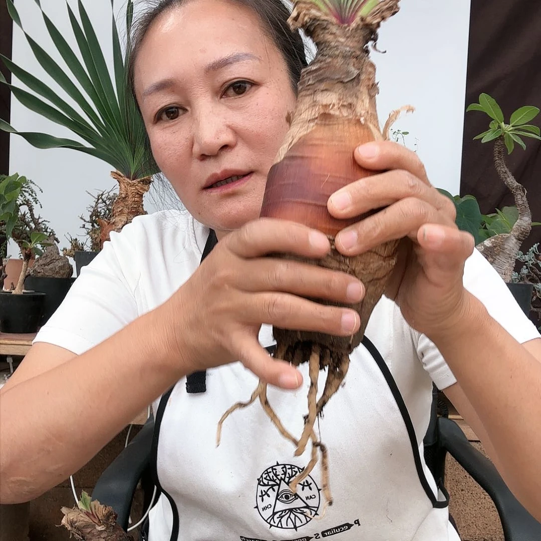 盆栽植物盆栽52号