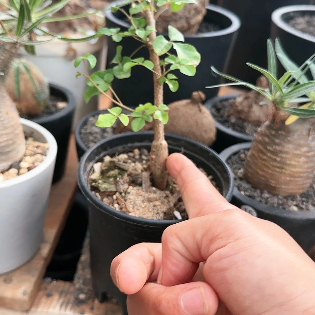 红皮橄榄盆栽植物花花