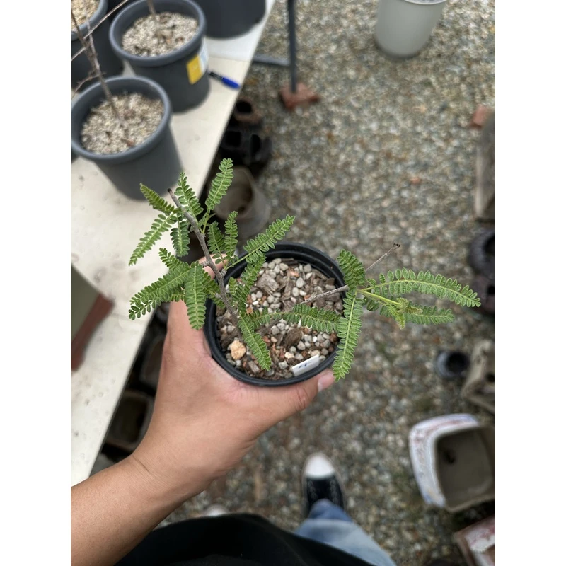 织冠漆树盆景hyphaenoides块根植物盆栽花卉精品老桩成株盆栽