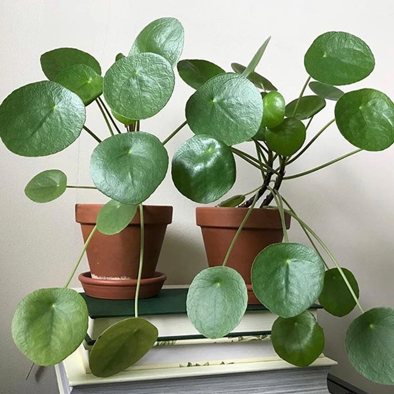 镜面草植物老桩多肉植物北欧网红绿植耐阴室内水培办公室盆栽花卉