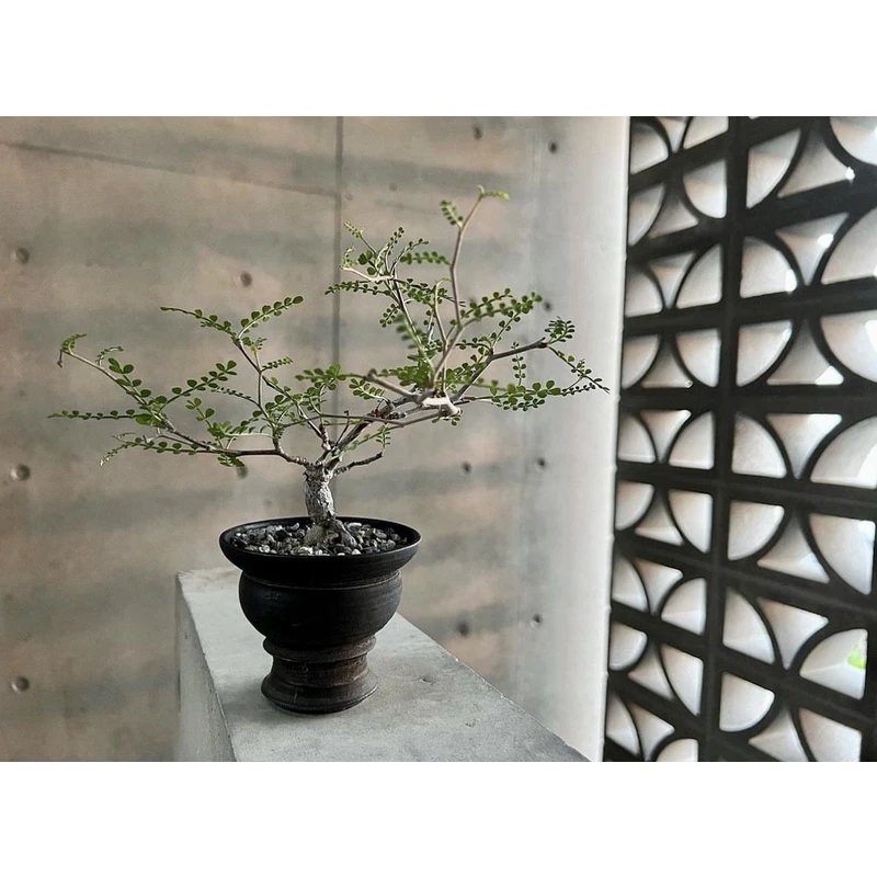 带盆象足漆树Operculicarya pachypus好养珍奇块根植物盆景盆栽