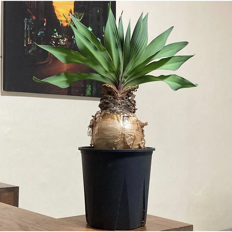 波叶布冯波球根叶布丰花块根植物好养多肉老桩盆栽绿植盆景花卉