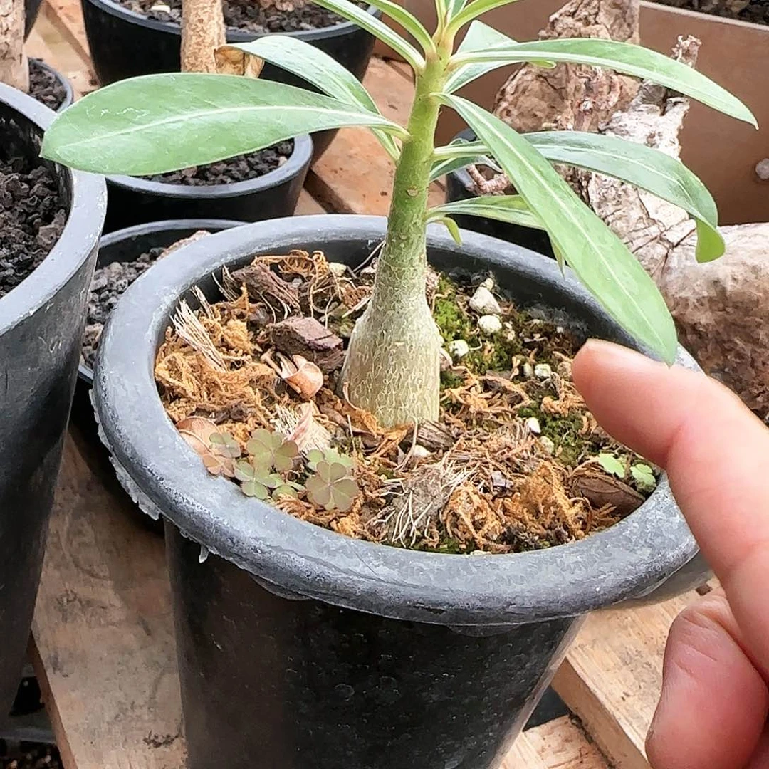 索马里沙漠玫瑰盆栽