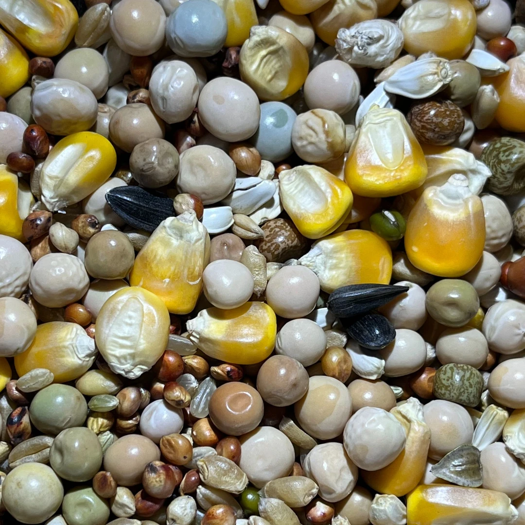 鸽粮 幼鸽粮 种鸽粮 赛鸽粮  鸽子营养粮