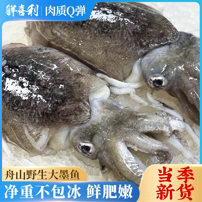 舟山大墨鱼鲜活冷冻墨鱼仔超大生鲜水产海鲜乌贼目鱼整只舟山特产