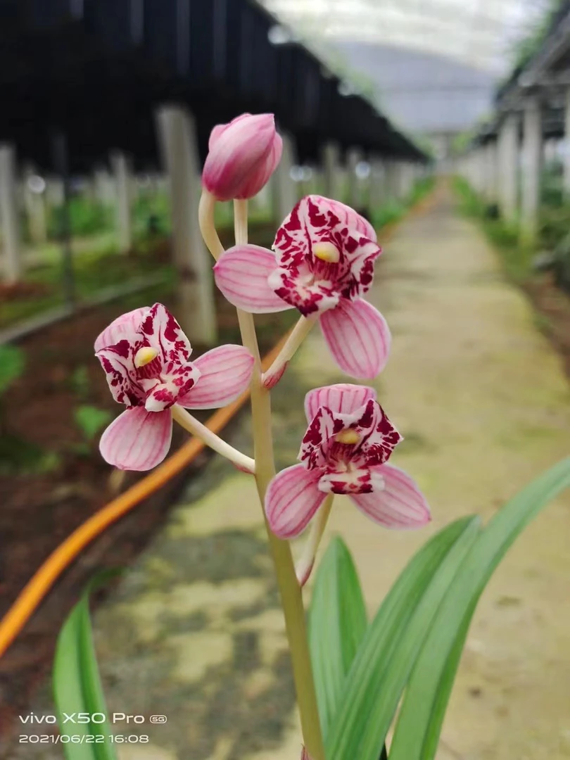 碧侯兰花一物一拍03