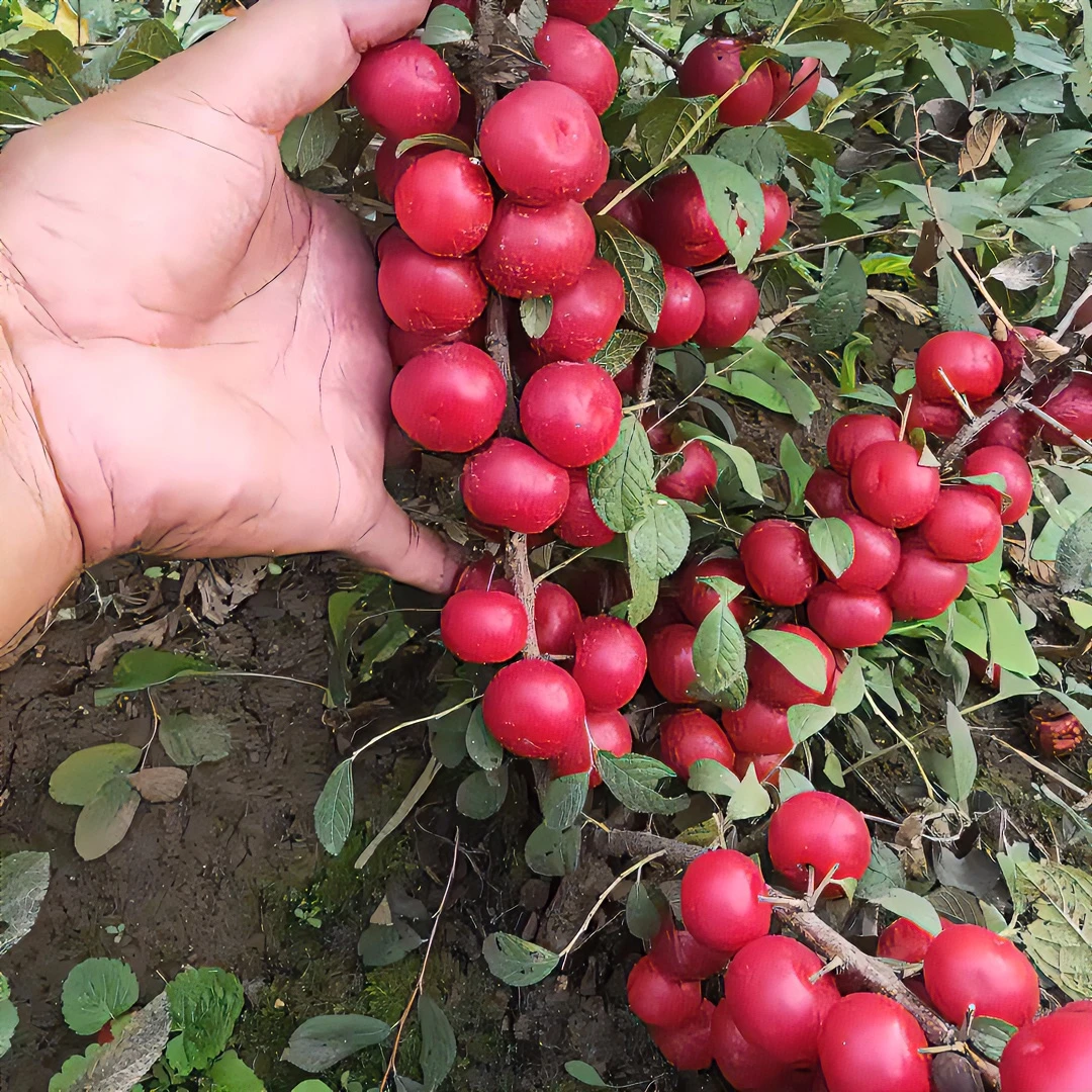 红色钙果苗2年生20棵  成熟口感酸甜   辽宁鞍山发货  好好