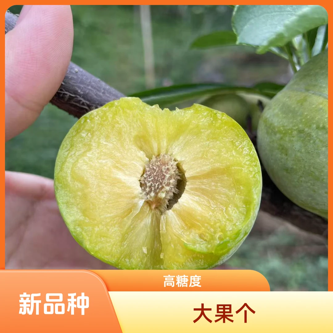 新品种巫山脆蜜李晚熟品种确保品种大苗根系发达好成活丰产强大果