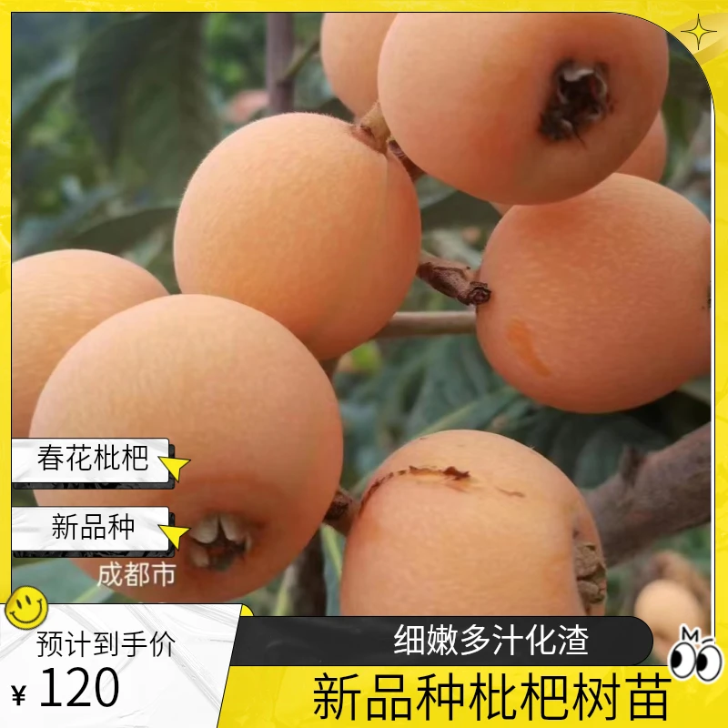 春花一号枇杷树苗成都宗富基地培育新品种晚熟抗病长势迅猛原盆杯