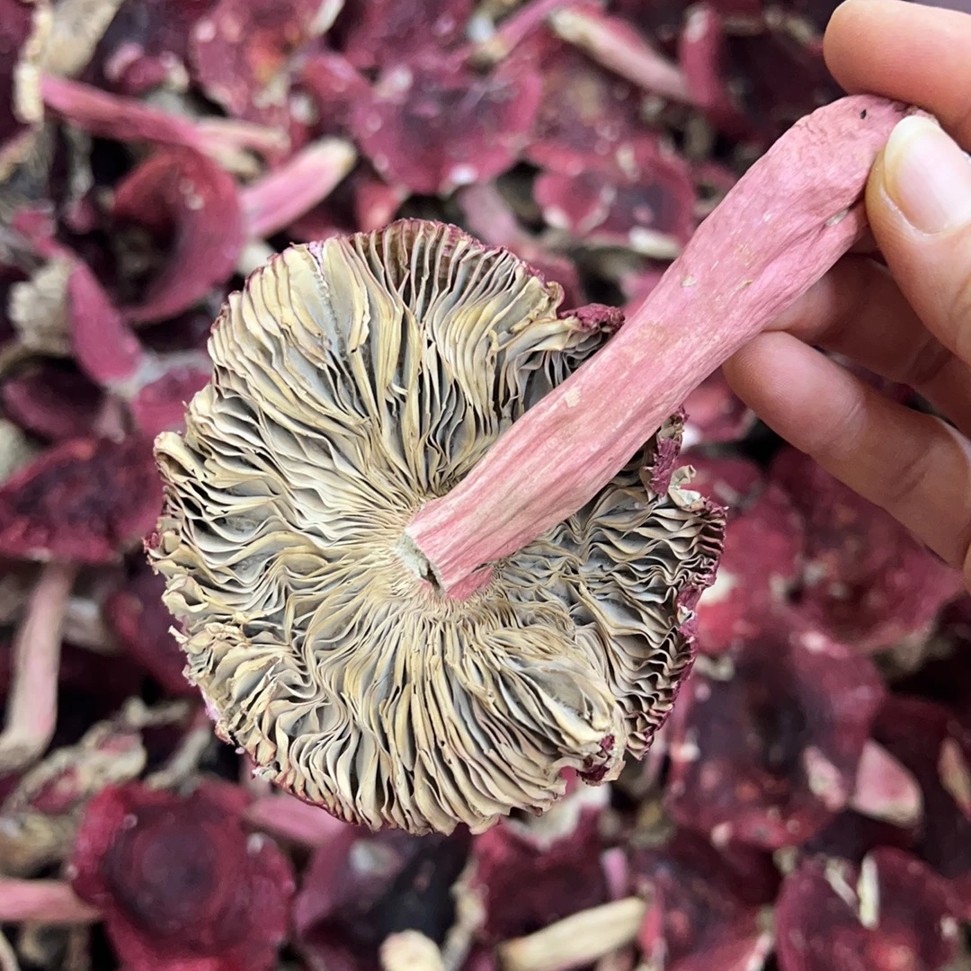 福建三明开菇正红菇月子菇开伞蓝底干货特产红菇煲汤炖汤菌菇新菇