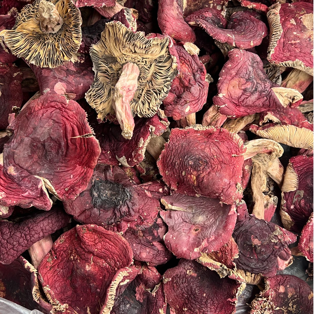 云南正红菇开伞蓝底干货特产红菇煲汤炖汤菌菇新菇