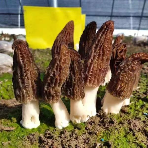 大别山高山羊肚菌干货精品4-6厘米50克