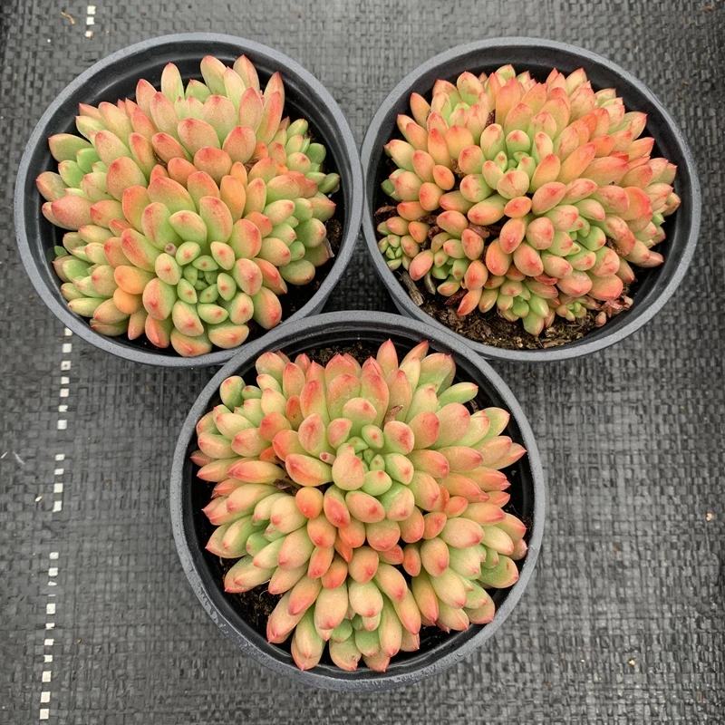 红宝石多肉植物红色系新手桌面绿植花卉盆栽基地批发大颗多头盆栽