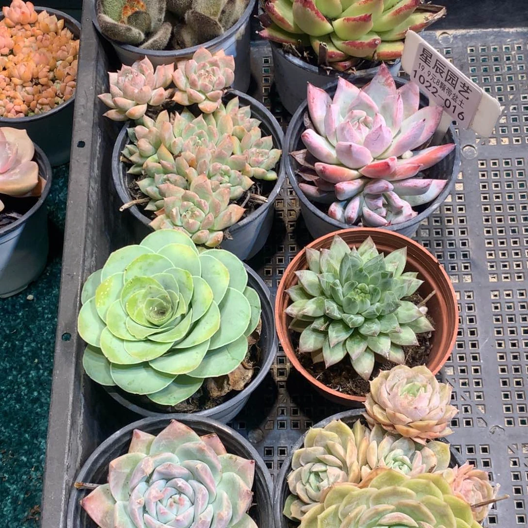 尐**官1022-016多肉植物8颗90盆带盆土
