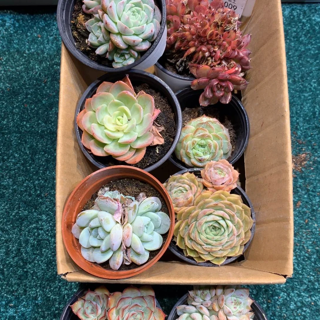 1028-009多肉植物8颗90盆带盆土