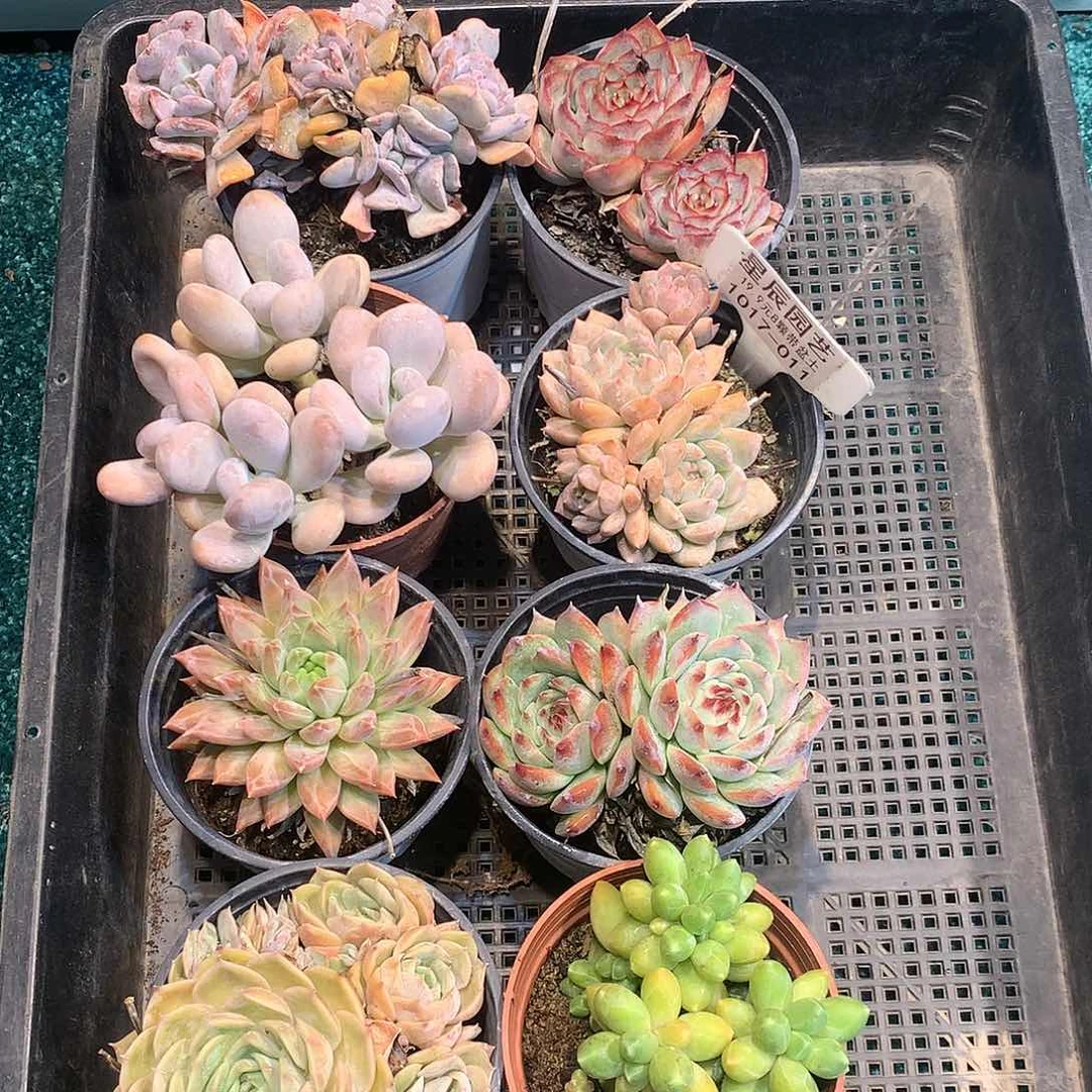 ?***顺1017-011多肉植物8颗90盆带盆土