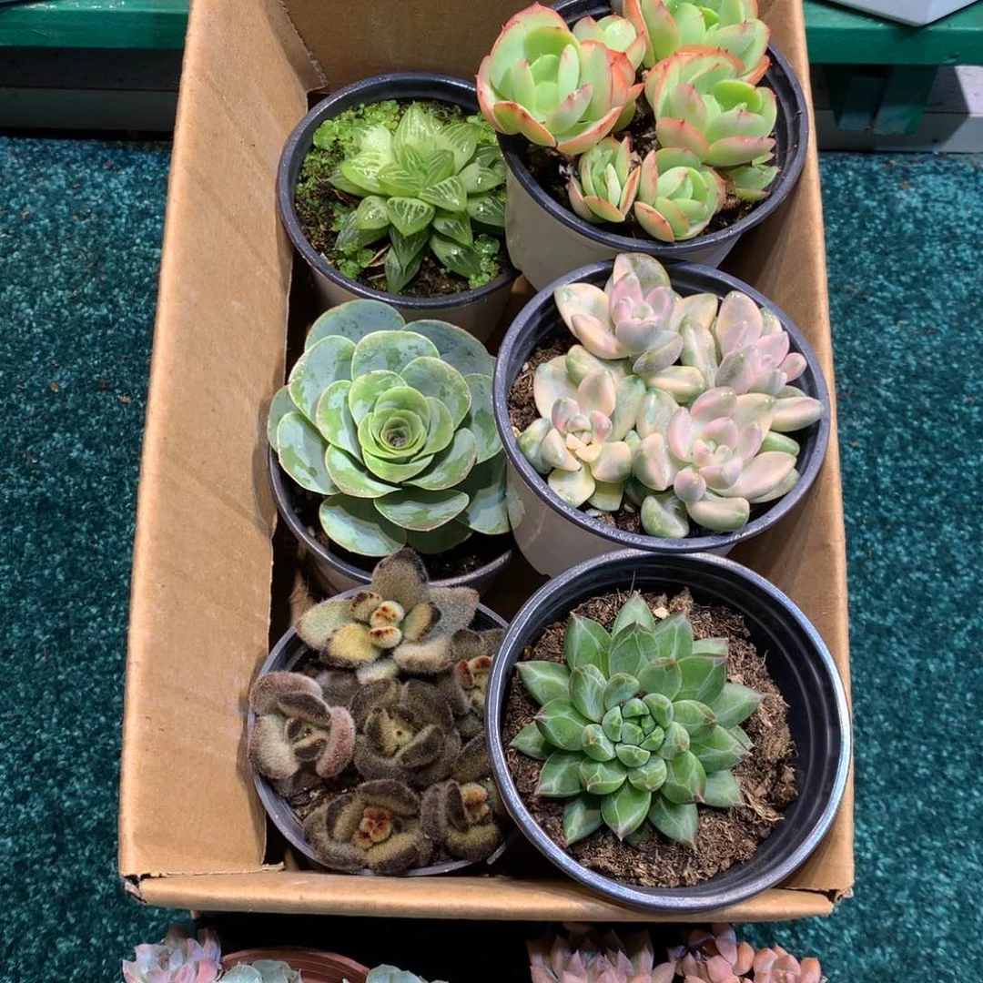 1026-002多肉植物8颗90盆带盆土