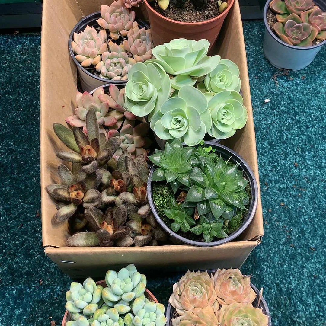 (****.1017-013多肉植物8颗90盆带盆土