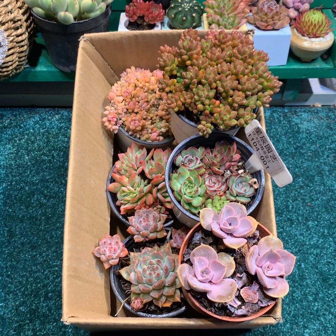 1104-001多肉植物带盆带盆土