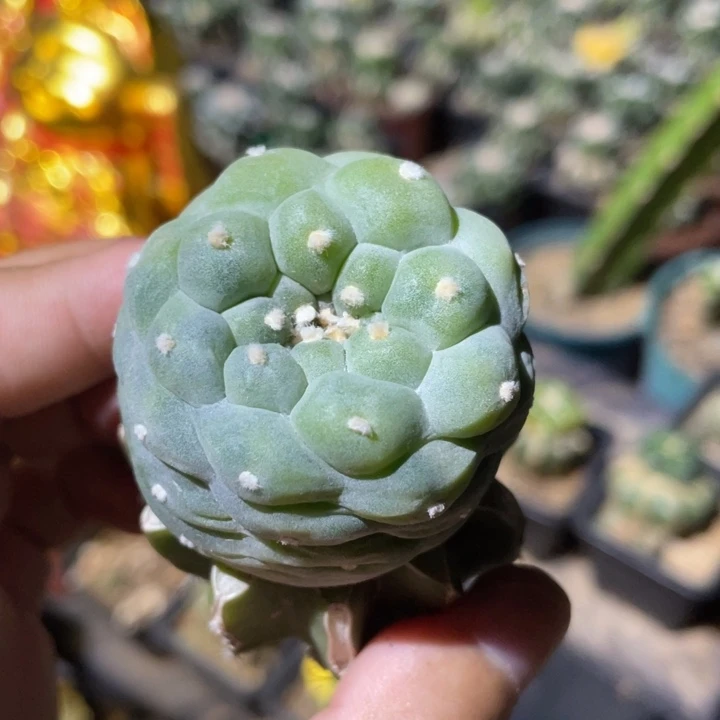 乳突犹银暗锦 仙人球