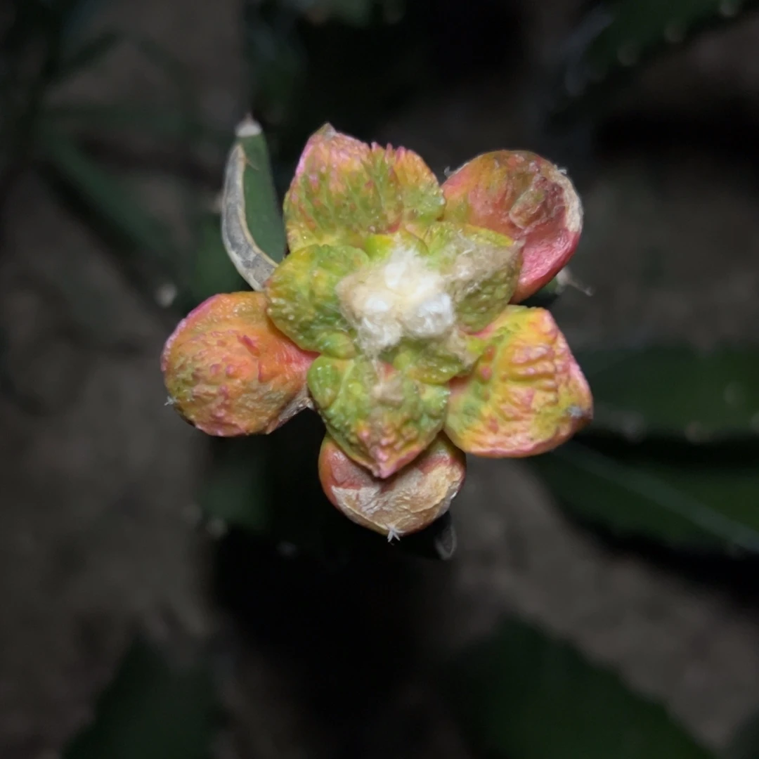 精选菜花牡丹锦 优秀种源 三角苗接