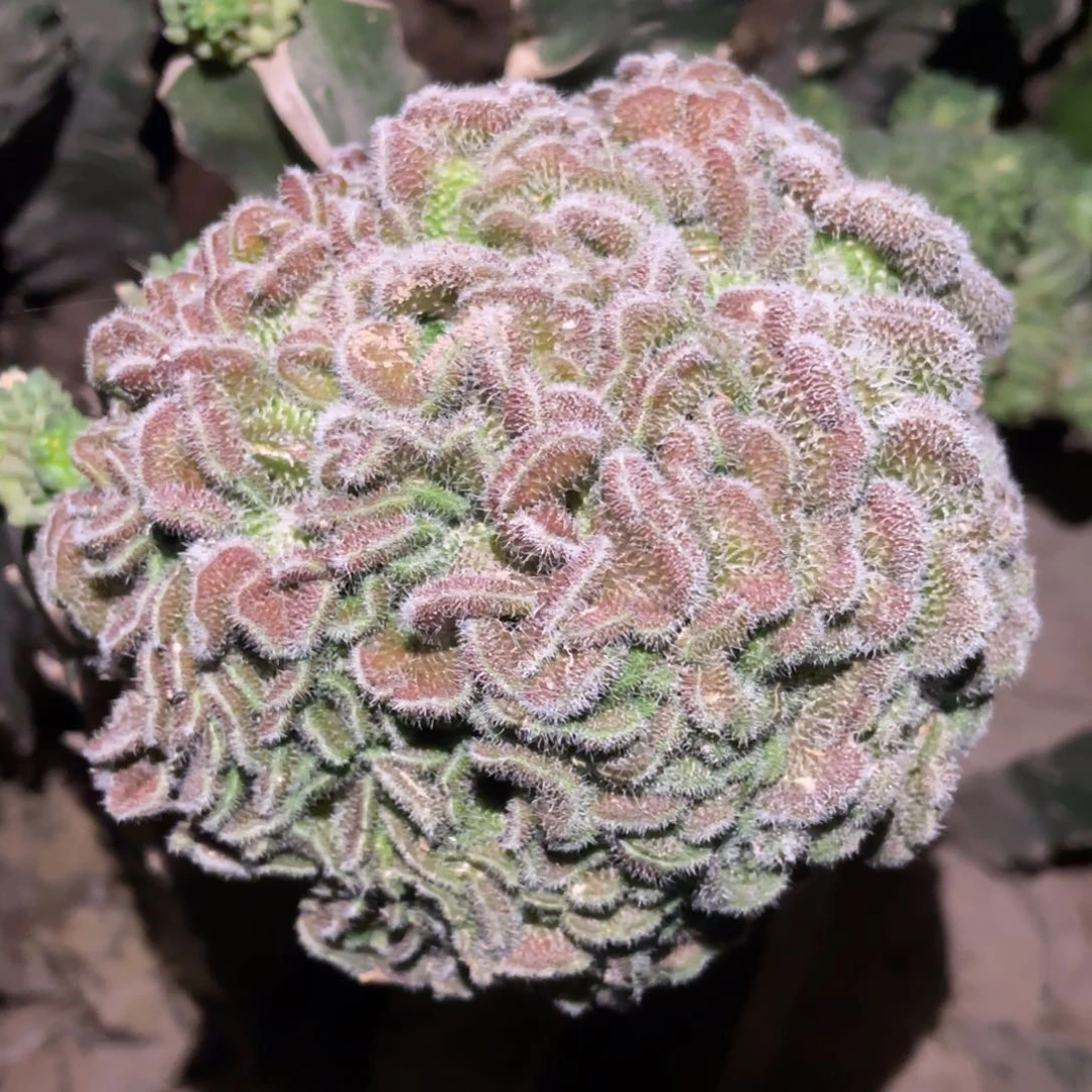 紫檀缀化体 仙人球开花