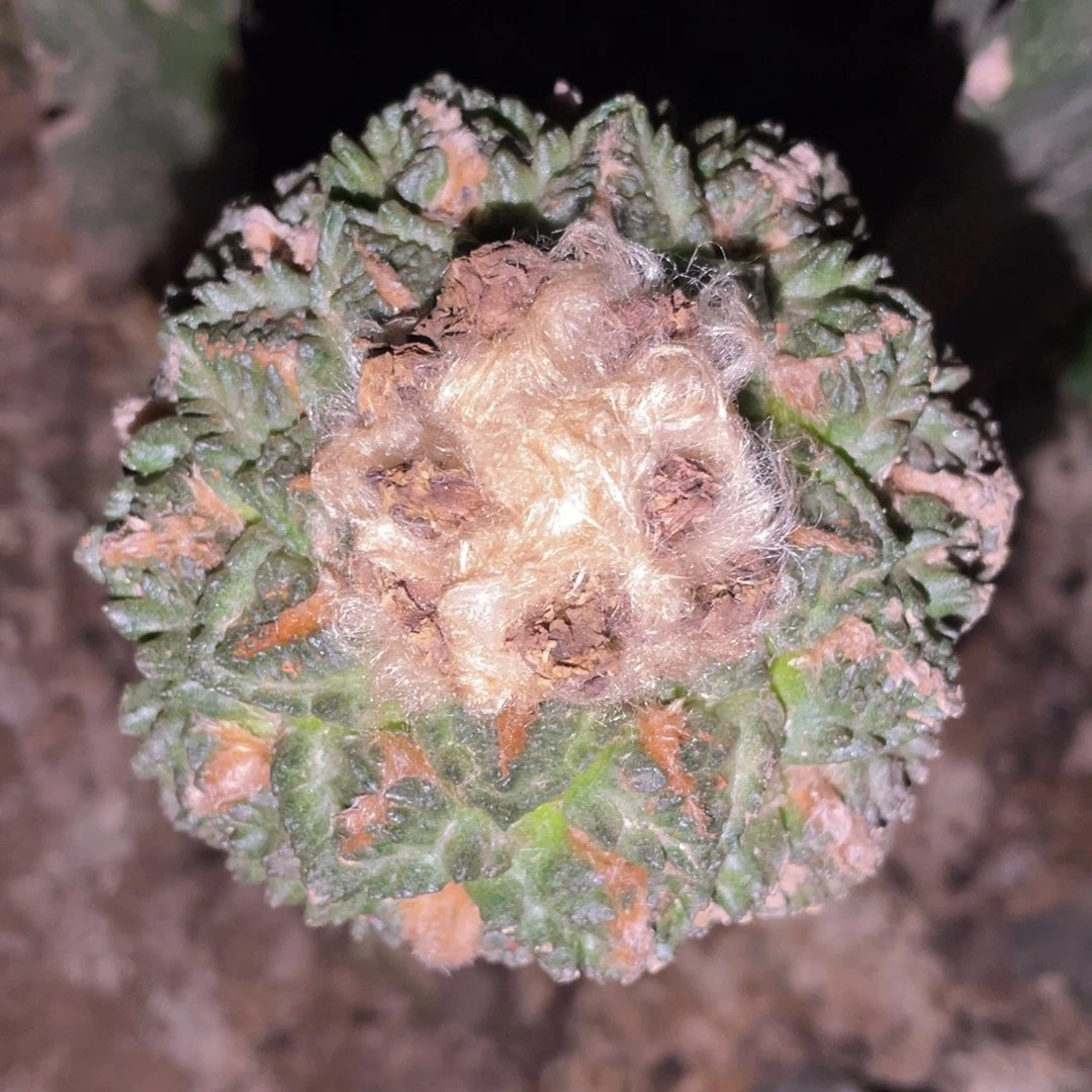 中筋老龟甲牡丹 仙人球开花